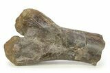 Hadrosaur (Hypacrosaurus) Partial Tibia w/ Metal Stand - Montana #284753-2